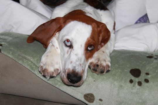 Annabelle Blue 6 months old