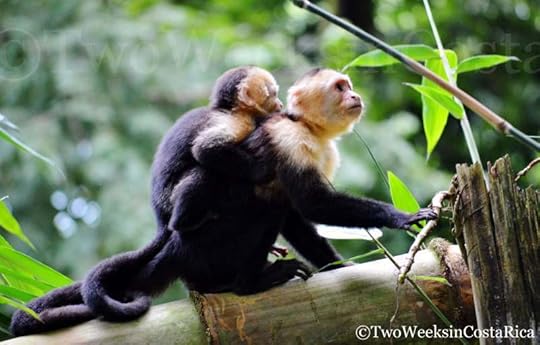 Best National Parks in Costa Rica - Manuel Antonio