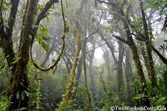Best National Parks in Costa Rica- Monteverde Cloud Forest Reserve