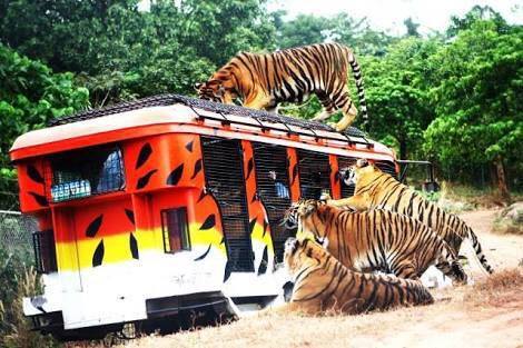 Zoobic Safari