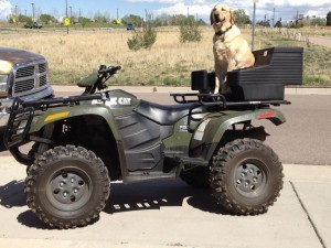 The dog likes summer activities