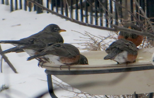 birdbathrobins