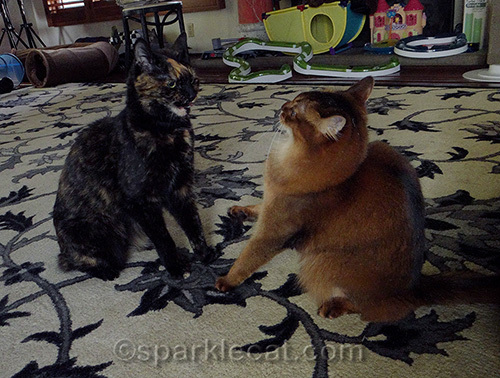 somali cat and tortoiseshell cat arguing