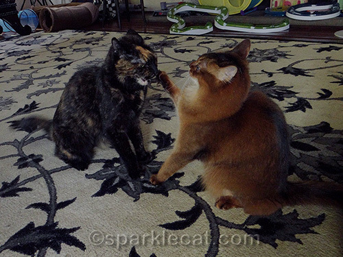 tortoiseshell cat getting madder at somali cat