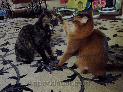 tortoiseshell cat blows up at somali cat