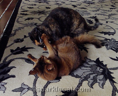 somali cat and tortoiseshell cat wrestling
