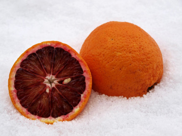 blood-orange-257902_960_720