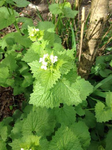 12963626_10106213594952789_6048521145172308173_n