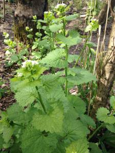 12512410_10106213595122449_5299425148967324390_n