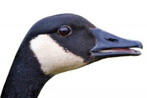canada_goose_7027np