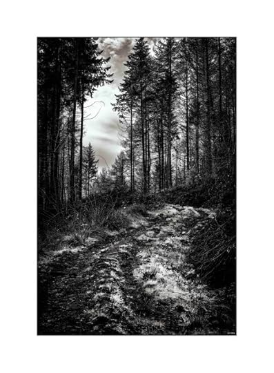Llwyn Celyn Forest - Cardiff 2016 low srgb