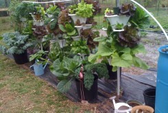 garden - mine and Jan's 134