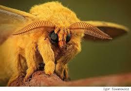 Image result for terrifying insects