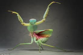 Image result for praying mantis