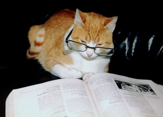 Cats_With_Glasses_9
