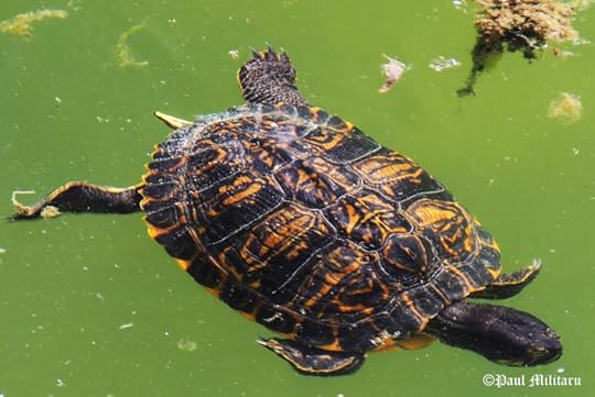 beautiful colours - turtle