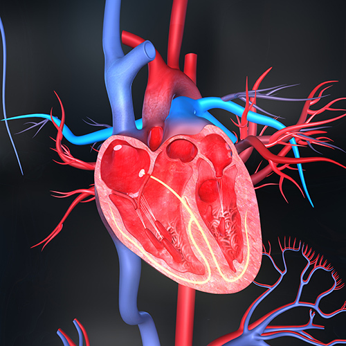 Heart ENV.jpg