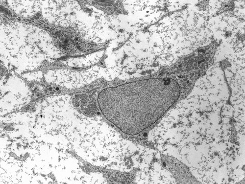 MSC_high_magnification.jpg
