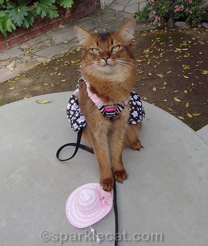 somali cat in dress posing with cat hat