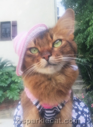 somali cat wearing hat in front of a vintage home
