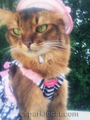 outtake photo of somali cat wearing hat