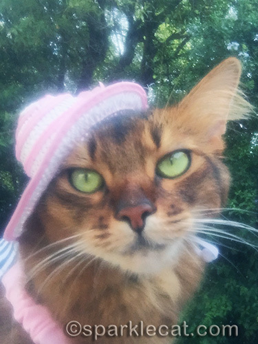 Somali cat posing for selfie in a cat hat