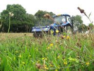 Mike L green hay Aug2011 - Ryetec3