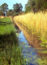 fenland20ditch2020WoodWalton20Fen20(c)20Roger20Key