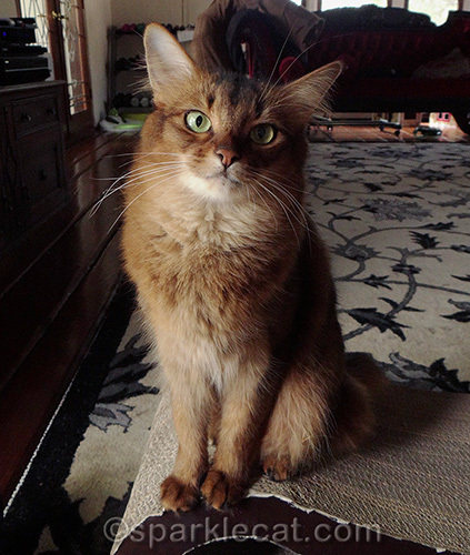 somali cat looking serious and thoughful