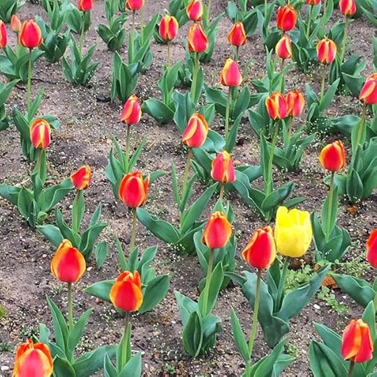 12907204_513797118820225_1246168591_n