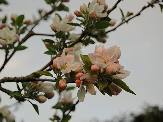 appleblossoms