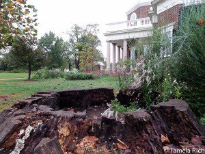 This tree was alive during Jefferson's lifetime. 