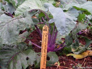 Heritage cabbage, which grew at Monticello during Jefferson's lifetime