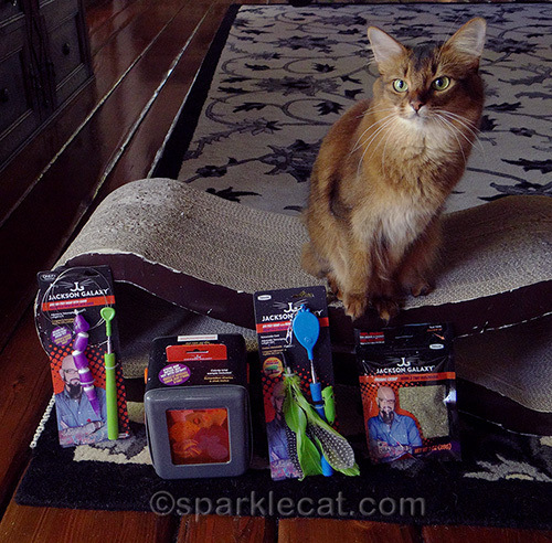 somali cat posing with the Jackson Galaxy collection cat toys by Petmate