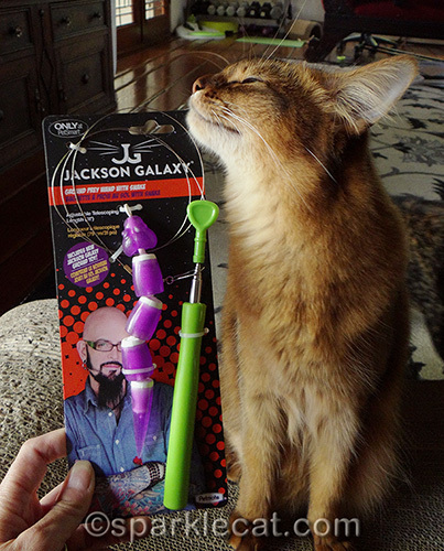 somali cat is excited about the Jackson Galaxy Ground Toy Wand with Snake