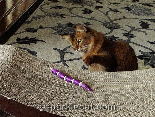 somali cat plays with the Jackson Galaxy Ground Prey Wand with Snake