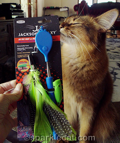 Somali cat happy to have the Jackson Galaxy Air Prey Wand