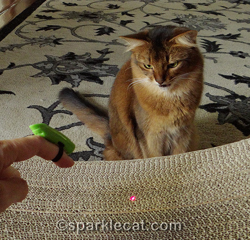 somali cat fascinated by laser from the Jackson Galaxy Air Prey Wand