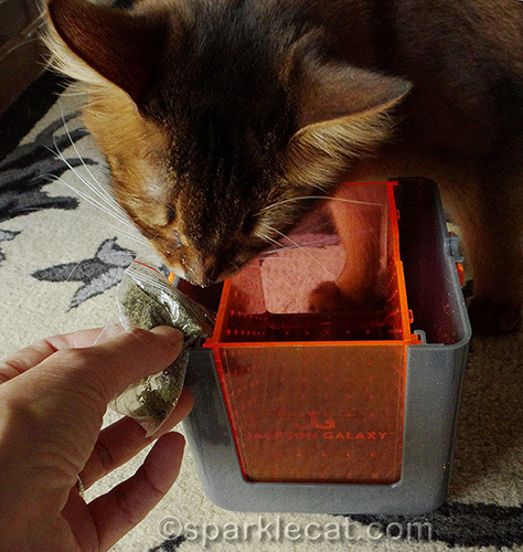 somali cat watching catnip being sprinkled in the Vault Marinater