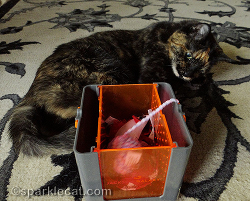 tortoiseshell cat playing with barely marinated toys in the Vault Marinater