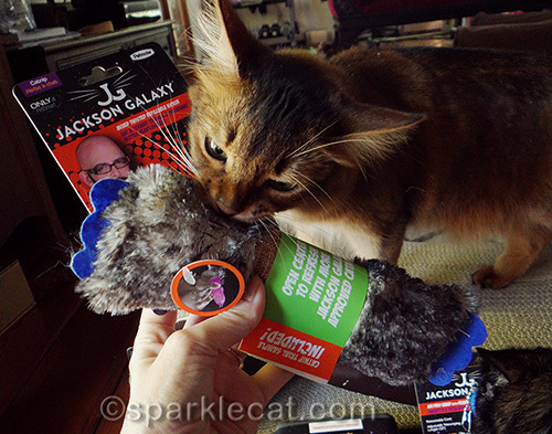 Somali cat trying to snatch the 