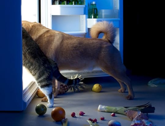 cat-feeding-fridge