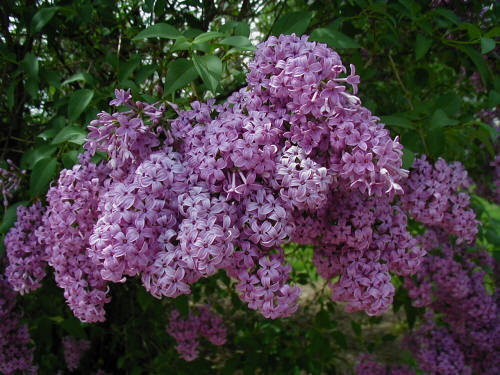 lyunderwood_1431113078_LILAC BEST