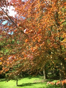 Beech tree
