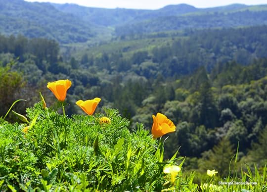 California Wild Flowers copyright Shawna Coronado