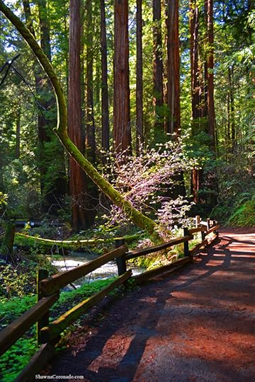 Muir Woods Park Moss Water and Light copyright Shawna Coronado.j