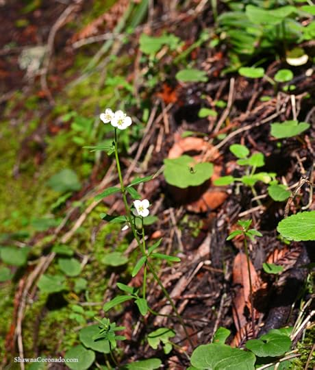 Muir Woods Park Spider and Flower copyright Shawna Coronado.jpg
