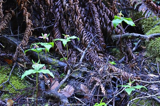 Muir Woods Park Trilium copyright Shawna Coronado.jpg