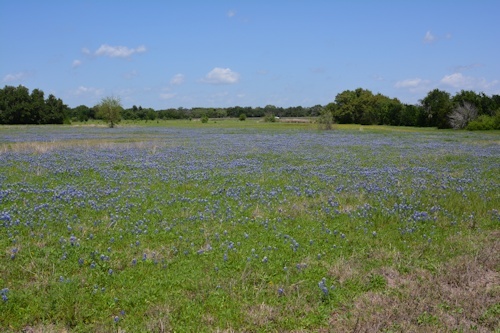 Lg-bluebonnets-4-11-2016-2436