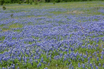 Bluebonnets-west-grass-4-11-2016